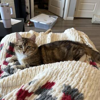 Domestic Medium Hair Cats Available for Adoption in Minneapolis, Minnesota - Nimble | PetCurious
