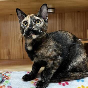 Toffee -  Domestic Short Hair Cat for Adoption in Yucca Valley, California - Toffee | PetCurious