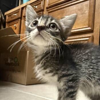 Buzz -  Domestic Short Hair Cat for Adoption in Liverpool, Texas - Buzz | PetCurious