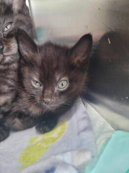 Domestic Short Hair Cats Available for Adoption - Penny | PetCurious