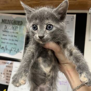 Peach Scone -  Domestic Medium Hair Cat for Adoption in Birmingham, Alabama - Peach Scone | PetCurious
