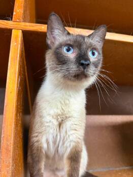 Scarlett -  Siamese Cat for Adoption in Marion, Indiana - Scarlett | PetCurious