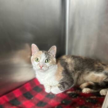 Donut -  Domestic Short Hair Cat for Adoption in Davenport, Iowa - Donut | PetCurious