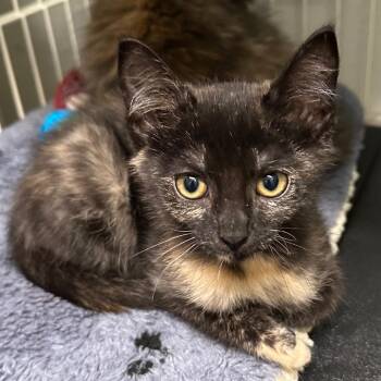 DotCom -  Domestic Short Hair Cat for Adoption in Priest River, Idaho - DotCom | PetCurious