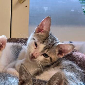 Rescue Domestic Short Hair Cats for Adoption in Port Townsend, Washington - Billy The Kid | PetCurious