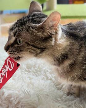 Bernadette -  Domestic Short Hair Cat for Adoption in Walled Lake, Michigan - Bernadette | PetCurious