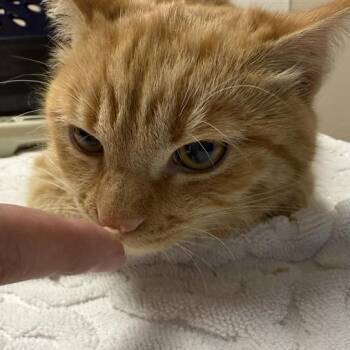 Domestic Short Hair Cats Available for Adoption - Vixie | PetCurious