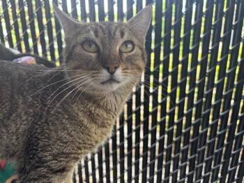 BUGLE -  Domestic Short Hair Cat for Adoption in Palmetto, Florida - BUGLE | PetCurious