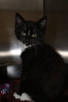 Baby Bean (and Carlos) -  Domestic Long Hair Cat for Adoption in Seattle, Washington - Baby Bean (and Carlos) | PetCurious