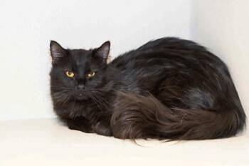 Panther -  Domestic Medium Hair and Domestic Short Hair Cat for Adoption in Longmont, Colorado - Panther | PetCurious
