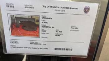 Domestic Short Hair Cats Available for Adoption - English Muffin | PetCurious