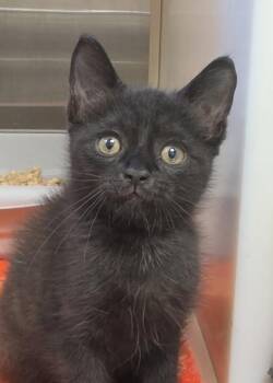 Xavi 64639 -  Domestic Short Hair Cat for Adoption in Aiken, South Carolina - Xavi 64639 | PetCurious