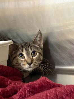 Azula -  Domestic Short Hair Cat for Adoption - Azula | PetCurious