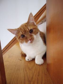 Rescue Domestic Short Hair Cats for Adoption in Smithfield, North Carolina - Creamsicle | PetCurious