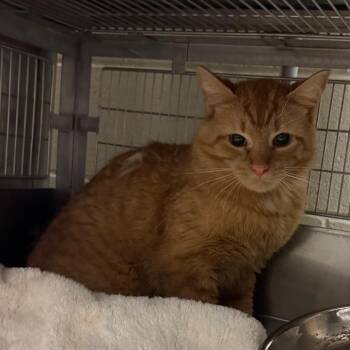 Chester -  Domestic Short Hair Cat for Adoption in Bristol, Indiana - Chester | PetCurious