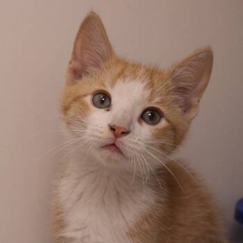 Domestic Short Hair Cats Available for Adoption in Champaign, Illinois - Cream | PetCurious