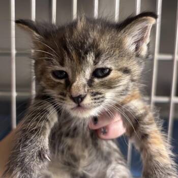 Kidney Bean -  Domestic Short Hair Cat for Adoption in Asheville, North Carolina - Kidney Bean | PetCurious