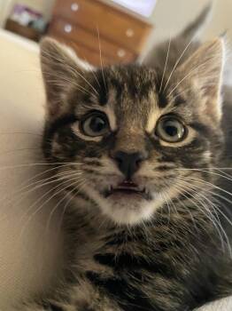 Domestic Short Hair Cats Available for Adoption in Plymouth, Michigan - Avocado | PetCurious