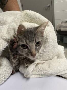DRYER LINT -  Domestic Short Hair Cat for Adoption in Indianapolis, Indiana - DRYER LINT | PetCurious