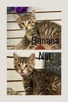 Banana Nut -  Domestic Short Hair Cat for Adoption in Pierceton, Indiana - Banana Nut | PetCurious