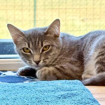 Olive -  Domestic Medium Hair Cat for Adoption in Enid, Oklahoma - Olive | PetCurious