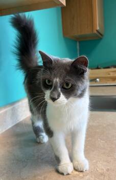 Flashlight -  Domestic Medium Hair Cat for Adoption in Brookings, South Dakota - Flashlight | PetCurious