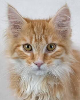 Count Catula -  Domestic Long Hair and Tabby Cat for Adoption in Kennesaw, Georgia - Count Catula | PetCurious