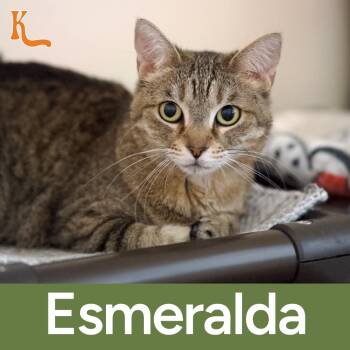 Rescue Domestic Short Hair Cats for Adoption in Desert Hot Springs, California - Esmeralda | PetCurious