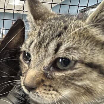 Acorn -  Domestic Short Hair Cat for Adoption in Newark, New Jersey - Acorn | PetCurious