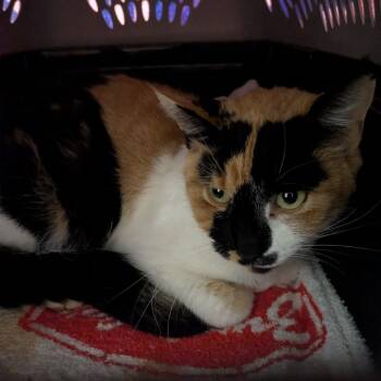 Rescue Domestic Short Hair Cats for Adoption in Fairport, New York - Dixie | PetCurious