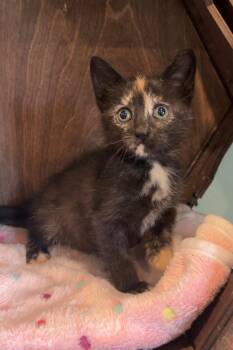 Calamity Jane -  Domestic Medium Hair Cat for Adoption in Nashville, Tennessee - Calamity Jane | PetCurious