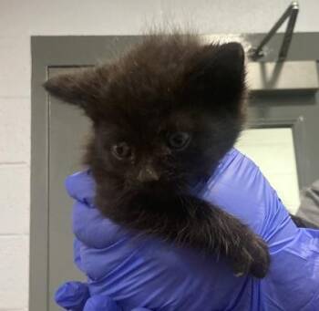 Even Peters -  Domestic Short Hair Cat for Adoption in Cincinnati, Ohio - Even Peters | PetCurious