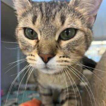 Daya -  Domestic Short Hair Cat for Adoption in Cedar Rapids, Iowa - Daya | PetCurious