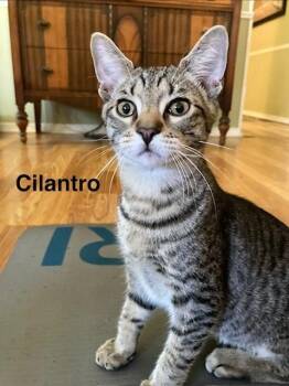 Cilantro -  Domestic Short Hair Cat for Adoption in Groveland, Massachusetts - Cilantro | PetCurious