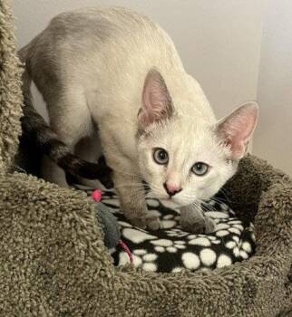 Kitten Vada -  Domestic Short Hair and Siamese Cat for Adoption in Seal Beach, California - Kitten Vada | PetCurious