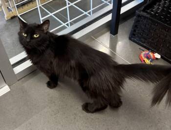 Domestic Long Hair Cats Available for Adoption in Jackson, Georgia - Noire | PetCurious
