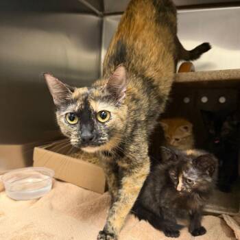 Calzone -  Domestic Short Hair Cat for Adoption in Philadelphia, Pennsylvania - Calzone | PetCurious
