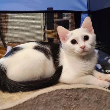 Honey -  American Shorthair Cat for Adoption in Oceanside, New York - Honey | PetCurious