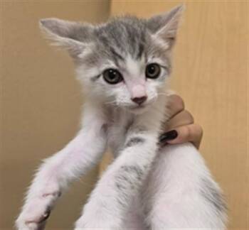Domestic Short Hair Cats Available for Adoption in Riverside, California - PINTO | PetCurious