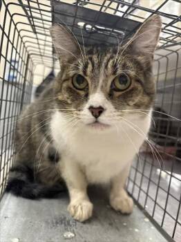 LOVEY -  Domestic Short Hair Cat for Adoption in Las Vegas, Nevada - LOVEY | PetCurious