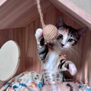 Tamarack -  Domestic Short Hair Cat for Adoption in Richland, Michigan - Tamarack | PetCurious