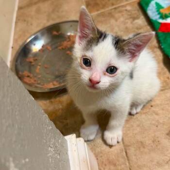 Toodle -  Turkish Van Cat for Adoption in Wichita, Kansas - Toodle | PetCurious