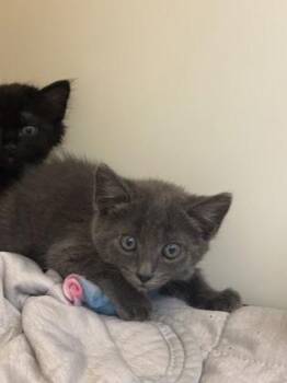 Street Taco -  Domestic Short Hair Cat for Adoption in King William, Virginia - Street Taco | PetCurious