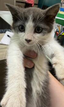 LOC Dale -  Domestic Short Hair Cat for Adoption in Greencastle, Indiana - LOC Dale | PetCurious