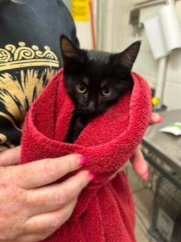 Washcloth -  Domestic Short Hair Cat for Adoption in Fruit Heights, Utah - Washcloth | PetCurious