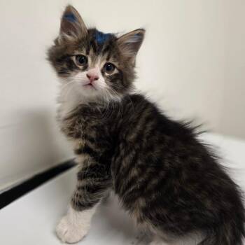 Domestic Medium Hair Cats Available for Adoption - Boom | PetCurious