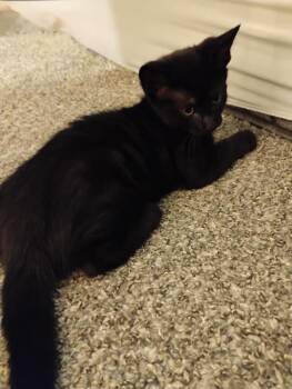 Bluth Family: Michael -  Domestic Short Hair Cat for Adoption - Bluth Family: Michael | PetCurious