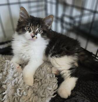 Domestic Long Hair Cats Available for Adoption in Terrebonne, Quebec - Fudge | PetCurious