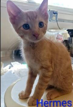 Hermes -  Domestic Short Hair Cat for Adoption in Kansas City, Missouri - Hermes | PetCurious