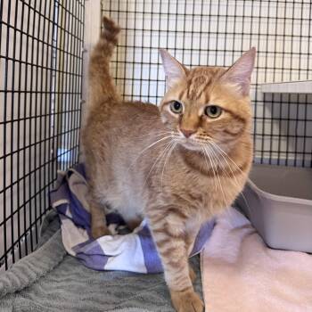Andy -  Domestic Short Hair Cat for Adoption in Burlingame, California - Andy | PetCurious